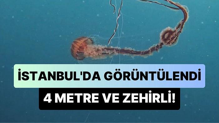 İstanbul'da 4 Metrelik Zehirli Denizanası Görüntülendi