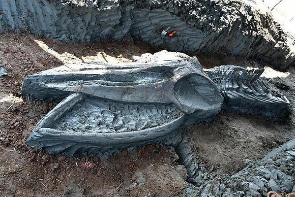 6. Tayvanda bir ormanda 85 bin yıllık antik balina iskeleti bulundu.