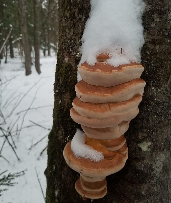 11. Блинчики со взбитым кремом