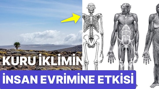 Kuru İklimin İnsan Evrimine Etkisi Nedir?