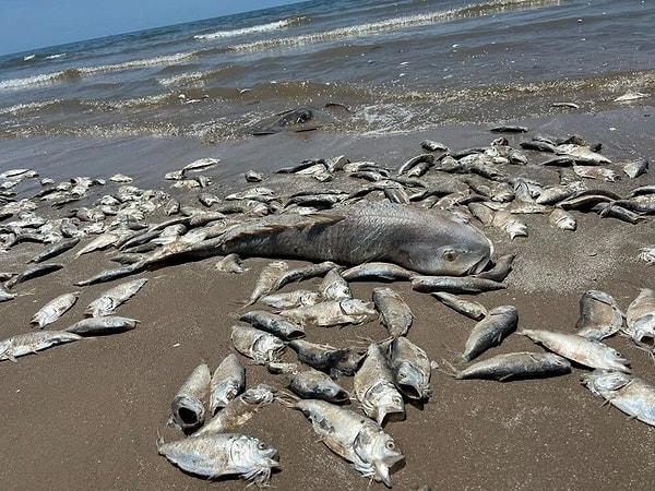 Şili ve Peru’nun Pasifik sahillerinde daha önce "El Nino" yüzünden toplu kuş ölümleri görülmüştü.Texas'ın Brazoria ve Quintana ilçeleri yetkilileri,  on binlerce balığın sahile vurduğunu, binlerce balığın daha kıyıya vurmasının beklendiğini belirtti.