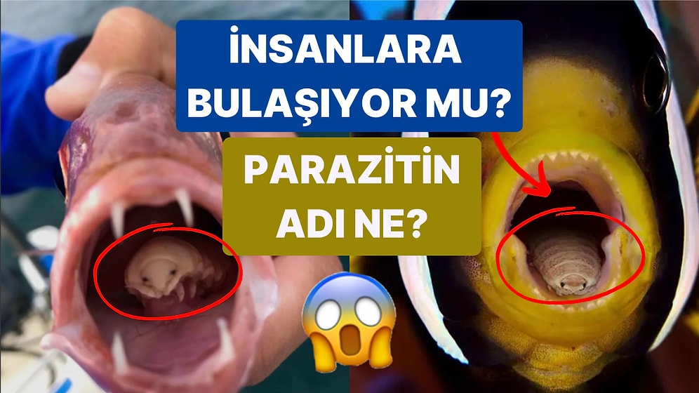 Dili Yerinden Çıkararak Kendisi Yerleşiyor: Kan Donduran Parazit Türüne Dikkat!