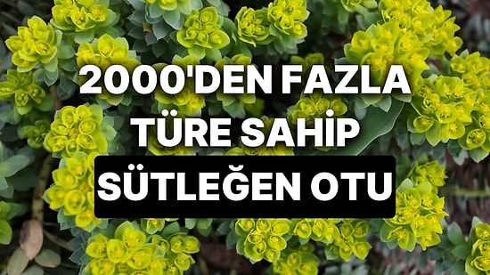 Sütleğen Otunun Faydaları Nelerdir? Ülkemizde 100 Çeşidi Bulunan Sütleğen Otu Nasıl Tüketilir?