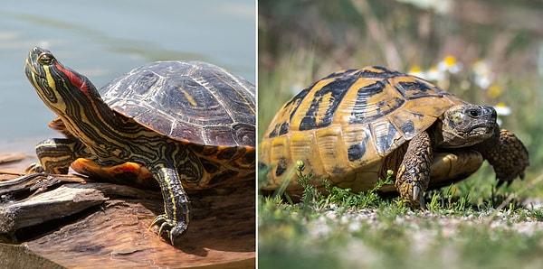 9. Su kaplumbağası ve kara kaplumbağası birbirine karıştırılır. Gerçekten de oldukça benzer bir görünüme sahipler.