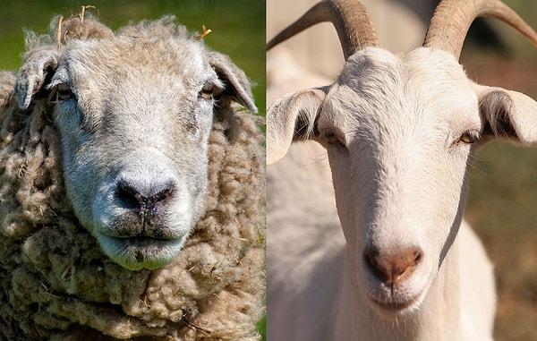 13. Koyun ve keçilerin ikisi de çift toynaklı, yumuşak burunlu ve garip gözlere sahiptir. Onları birbirinden ayırmanın en kolay yolu kuyruklarına bakmanız. Keçiler genellikle kuyruklarını yukarıda tutarken, koyunların kuyrukları sarkık durur.