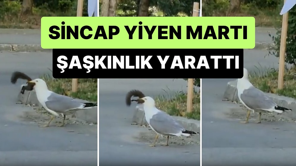 Daha Önce Hiç Sincap Yiyen Martı Görmüş müydünüz?