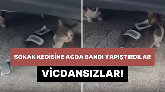 Vicdansızlar Sokak Kedisine Ağda Bandı Yapıştırdılar!