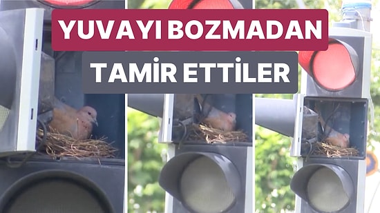 Diyarbakır'da Ekipler Trafik Işığının Üzerine Kumrunun Yuva Yaptığını Görünce Işığı Yuvayı Bozmadan Tamir Etti