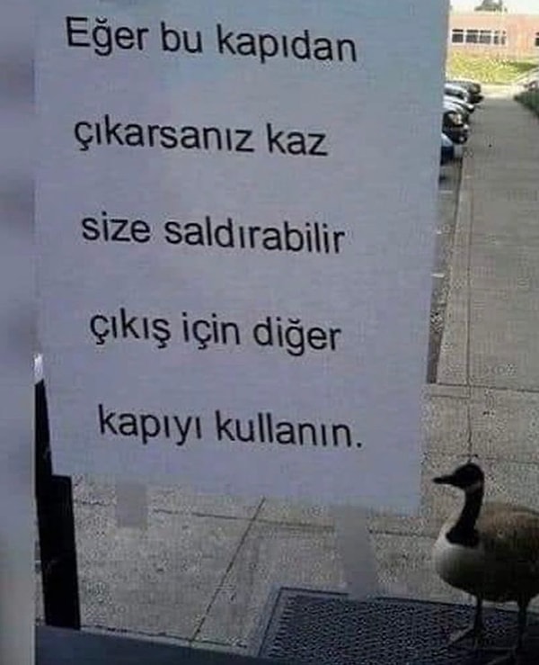 6. Ülkemin kazı bile gergin.😂