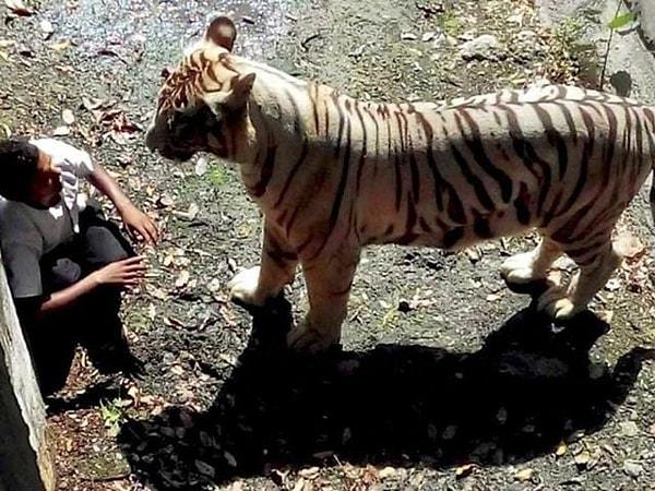 9. 20 yaşındaki Maqsood Yeni Delhi Hayvanat Bahçesi'nin kaplan sergisi bölümünde daha yakın görme amaçlı bariyerlerin kenarına ulaşmaya çalışırken kaydı ve 5 metre aşağıda olan hendeğe düştü.