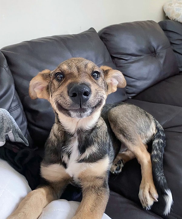 2. «Это Луна. Обычно ее не пускают на диван, но в мире есть проблемы посерьезнее, поэтому Луна будет прямо здесь, если она вам понадобится»