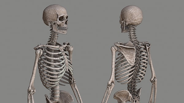 8. Где найти гороховидную кость?