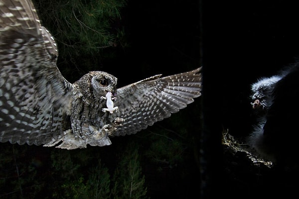 36. Финалист категории «Крылатая жизнь» — «Посвящение» Курта Джея Бертельса