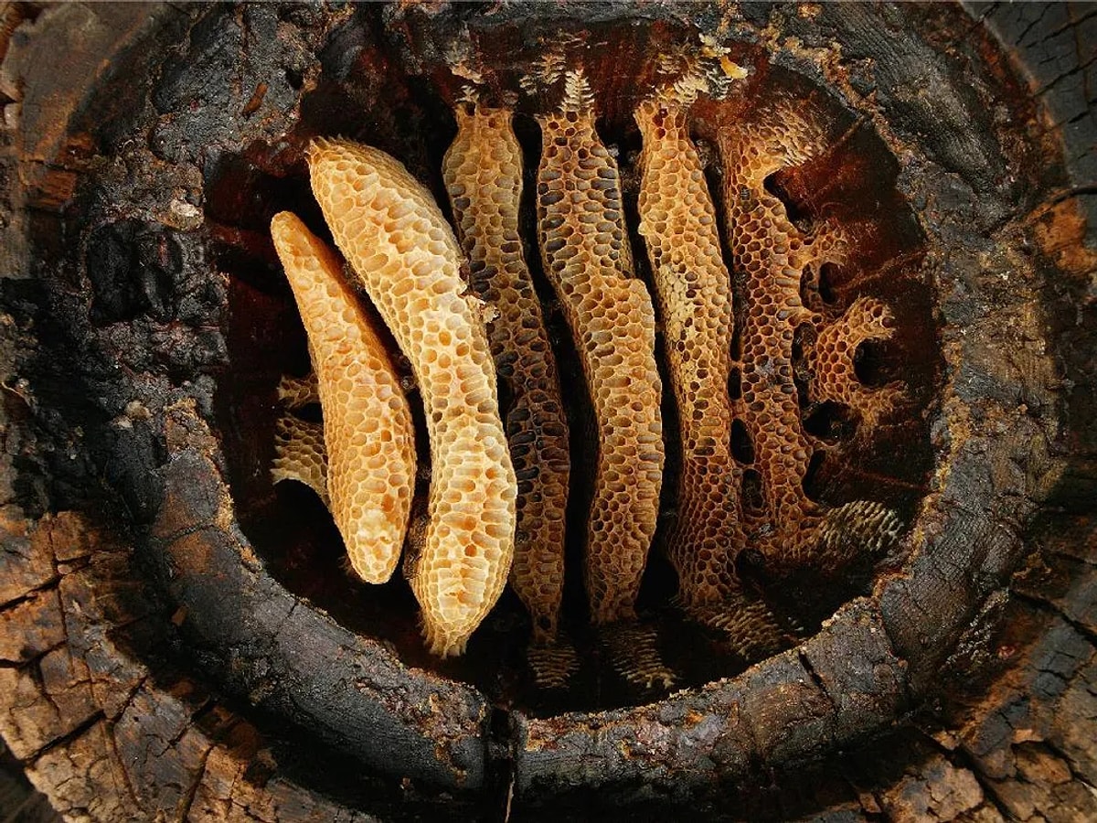 Старинный улей. Улей дуплянка. Muniellos nature reserve spain. Каменный улей. Древние пчелы.