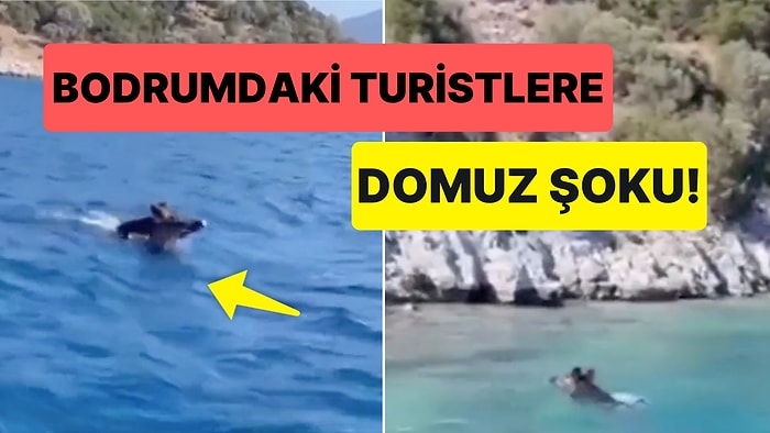 Kameralara Yakalandı: Bodrum'un Serin Sularında Keyif Yapan Domuz Gündem Oldu!