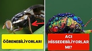 Böcekler Acı ve Mutluluk Gibi Duyguları Hissedebilir mi?
