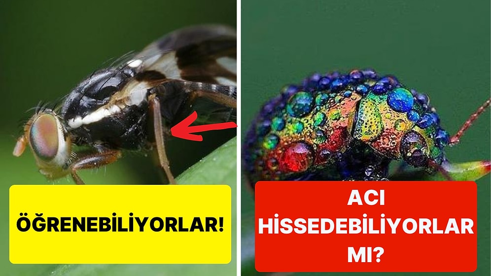 Böcekler Acı ve Mutluluk Gibi Duyguları Hissedebilir mi?