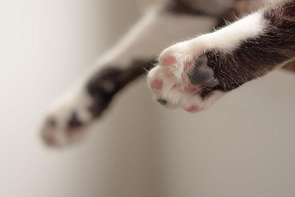10. Kedilerin ön patilerinde arka ayak parmaklarından daha fazla parmak vardır!