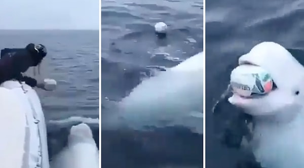 Seyir halindeki bir tekneye yanaşan beyaz balina, teknedeki bir adamla adeta bir evcil hayvanmış gibi oyun oynadı.