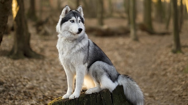 Близнецы — сибирский хаски!