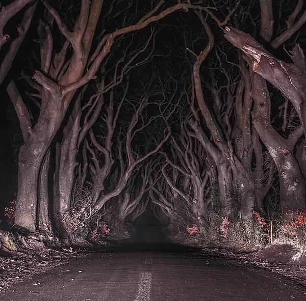 8. İrlanda'da bulunan "Karanlık Çitler" isimli bu bölge gece karanlığında tüyler ürpertici...