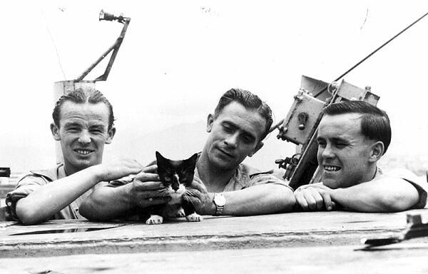20. yüzyılın ortalarında kediler 'avcı' rolüyle önemli bir rol oynadılar.