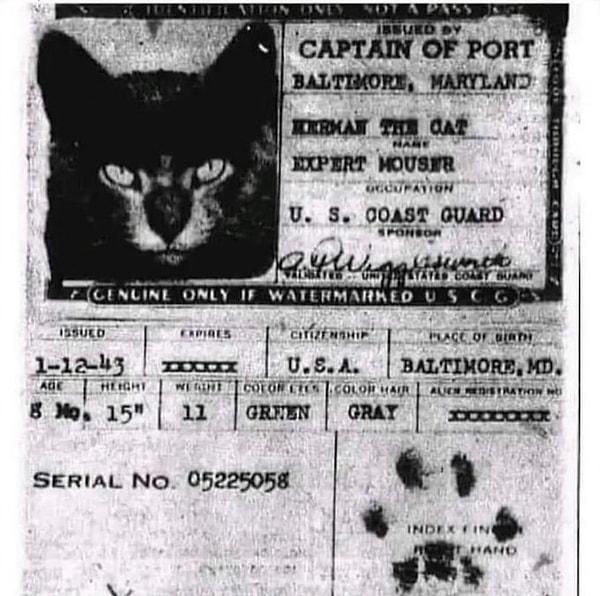 Evet, kediler gerçekten gemilerde görev aldılar; hatta gemideki her kedi için özel pasaportlar tasarlandı.