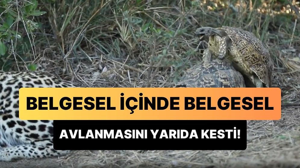 Belgesel İçinde Belgesel: Çiftleşen Kaplumbağalar Yüzünden Avlanmasını Yarıda Kesen Leopar