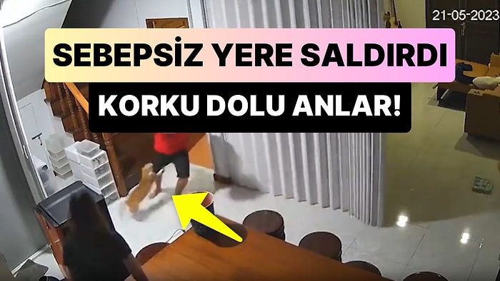 Kediler Neden Böyle? Sebepsiz Yere İnsan Dostuna Saldıran Kedi Korku Dolu Anlar Yaşattı