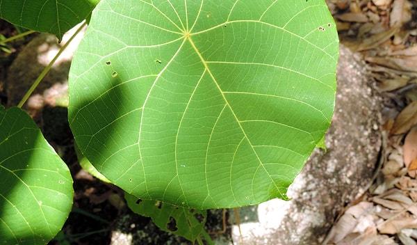 Gympie-Gympie bitkisi, Avustralya ve Endonezya'nın yağmur ormanlarında doğal olarak bulunan bir bitkidir. Bu bitki, ısırgan otu ailesine 'Urticaceae' aittir.