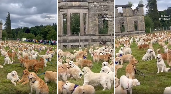 İskoçya'da köpeklerin ilk kez yetiştirildiği Lord Tweedmouth'un Guisachan Malikanesinde toplanan yüzlerce golden ortaya renkli görüntülerin çıkmasına neden oldu.
