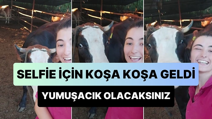 Selfie Çekinmek İçin Koşa Koşa Gelen Meltem İsimli İneğin Gözlerden Kalpler Fışkırtan Anları