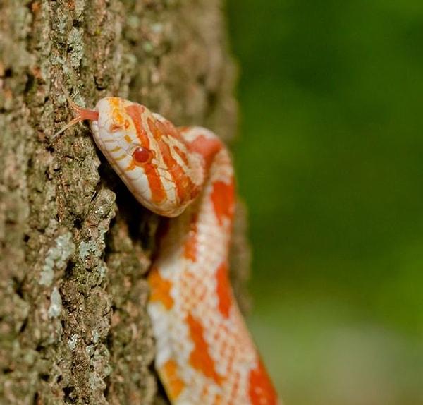 Huanggang Gümrük Birimine göre mısır yılanları, ekinlere zarar veren ve hastalık yayan yabani kemirgenlere karşı kullanılıyor.