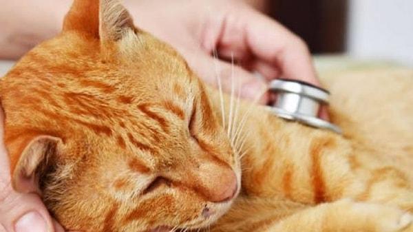 Uluslararası Kedi Tıbbı Derneği Başkanı Dr. Nathalie Dowgray, Kıbrıs'taki salgın hakkındaki kaygılarını ifade ederken bu durumun birçok kediyi etkileyebileceğini ve tedavi şansının olmayabileceğini belirtti.