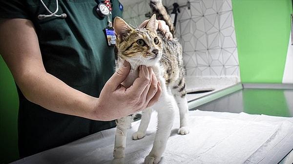 Ölümcül ve bulaşıcı bir hastalık olan FIP (Feline infektiyöz peritonit), Ocak ayından bu yana Ada'da 300 bin kedinin yaşamını yitirmesine sebep oldu.