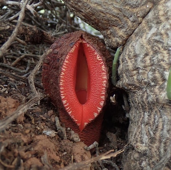 5. Kötü kokusuyla gübre ve leş böceklerini çeken, polen toplamak için böcekleri içine hapseden etli loblu alışılmadık bir çiçek olan 'hydnora africana'👇