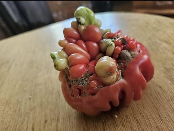11. "Bu domates gerçekten biyolojik bir canavar."