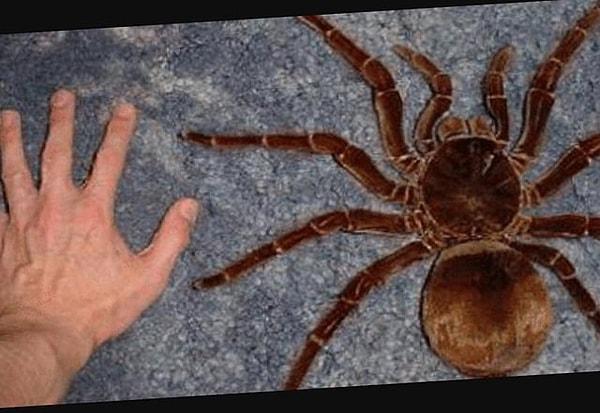6. Dünyadaki en büyük örümceğin  el yanındaki boyutu: