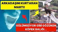 Doğanın Korkutucu Yüzünü İliklerinize Kadar Hissetmenize Sebep Olacak Birbirinden Ürkütücü 15 Yeni Fotoğraf
