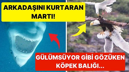 Doğanın Korkutucu Yüzünü İliklerinize Kadar Hissetmenize Sebep Olacak Birbirinden Ürkütücü 15 Yeni Fotoğraf