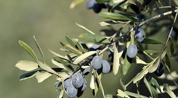 12. Gemlik Olive