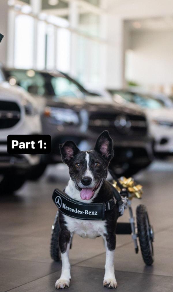 Henry Friedman, Instagram üzerinde fiziksel engelli köpeğinin bir videosunu paylaştı.