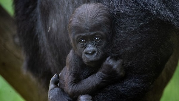 8 yaşındaki goril Sully, çok sağlıklı bir doğum yapmış ve dünyaya dişi bir goril getirmişti. Konuyla ilgili konuşan hayvanat bahçesi yetkilileri, genç gorillerin cinsiyetlerinin anlaşılmasının güç olabildiğini dile getirdi.