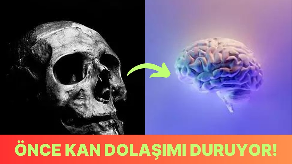 Hayatımızı Kaybettikten Sonra Beynimizde Meydana Gelen İlginç Değişimler