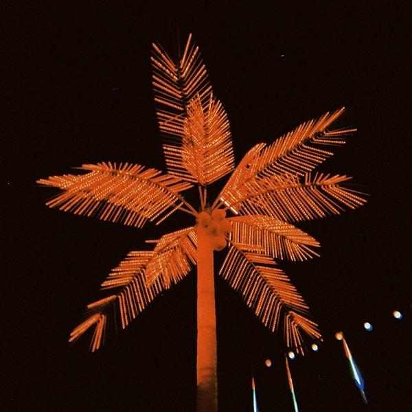 12. Parıldayan palmiye ağacı.