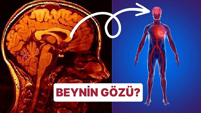 Yenilenen Sinir Sistemimizle Tanışın: Organlar Düşüncelerimizi Nasıl Yönlendiriyor?