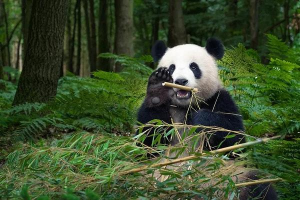 3. Pandaların yemek yemek için özel bir kemikleri var.