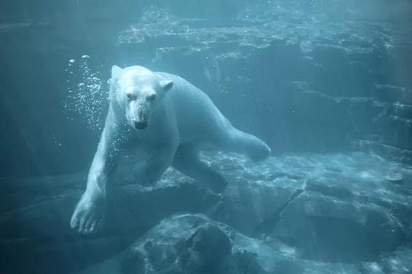 12. Kutup ayıları aslında birer deniz memelisidir.