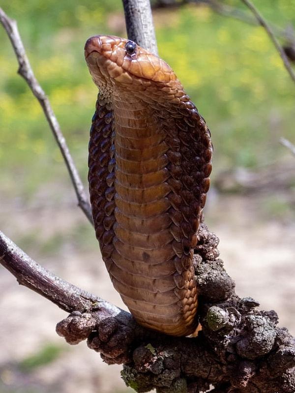 11. Tatlı görüntüsünün arkasında aslında oldukça tehlikeli olan bir ağaç yılanı: