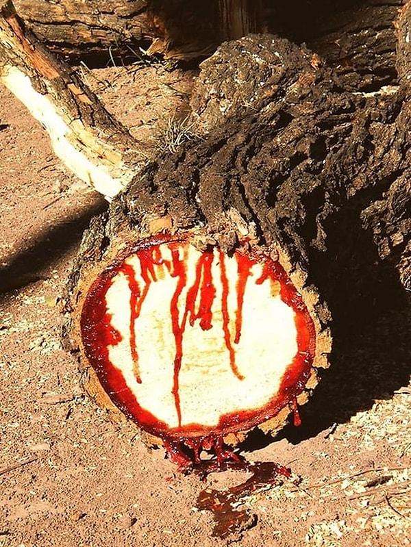 14. Kan ağlıyormuş gibi görünen bu bakkam ağacı: